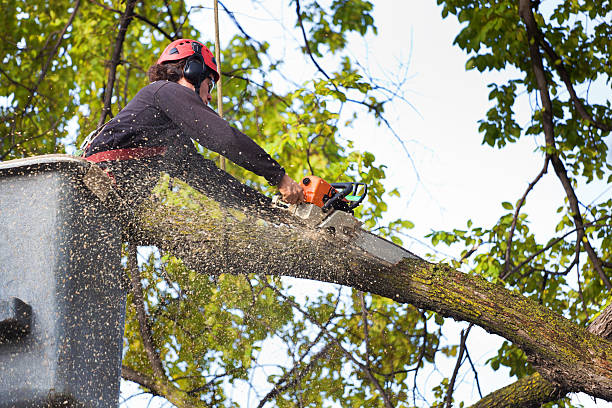 Best Seasonal Cleanup  in USA